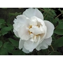 PAEONIA suffruticosa 'White Jade' 
