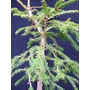 PICEA abies 'Rydal'  
