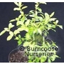 PITTOSPORUM tenuifolium 'Limelight' 