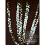 PRUNUS tomentella  