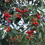 cherry