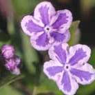 navelwort