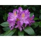 RHODODENDRON ponticum