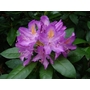 RHODODENDRON ponticum  