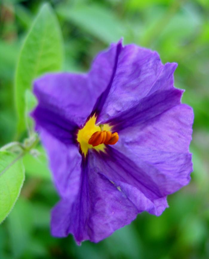 SOLANUM rantonnetti 'Royal Robe'  