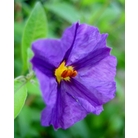 SOLANUM rantonnetti 'Royal Robe'  