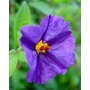 SOLANUM rantonnetti 'Royal Robe'  