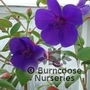 TIBOUCHINA semi decandra  