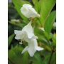 WEIGELA florida 'Alba' 