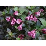 WEIGELA 'Nain Rouge'  
