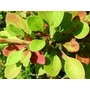 BERBERIS thunbergii 'Silver Beauty' 