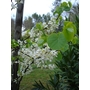 CERCIS siliquastrum 'Alba' 