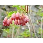 ENKIANTHUS campanulatus Albiflorus group 'Ruby Glow'