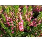 HEATHERS Erica vagans 'Keira' 