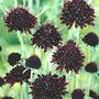 pincushion flower