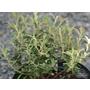 OLEARIA x scilloniensis 'Compacta' 