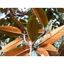 RHODODENDRON 'Sir Charles Lemon'  