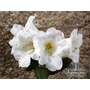 RHODODENDRON lindleyi  
