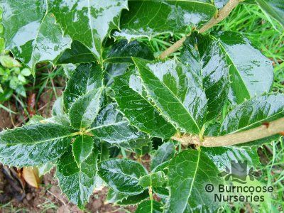 OSMANTHUS yunnanensis  