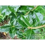 OSMANTHUS yunnanensis  