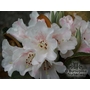 RHODODENDRON bureavii  