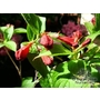 WEIGELA 'Bristol Ruby'  