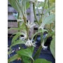 SARCOCOCCA wallichii  