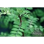 ZANTHOXYLUM schinifolium  