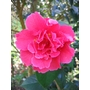 CAMELLIA reticulata 'William Hertrich' 