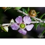 LEPTOSPERMUM squarrosum  