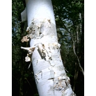 BETULA papyrifera