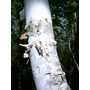 BETULA papyrifera  