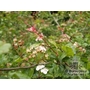 CRATAEGUS laevigata 'Gireoudii' 