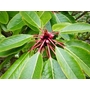 DAPHNIPHYLLUM himalayense subsp. macropodum  