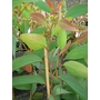 EUCALYPTUS pauciflora subsp. niphophila 