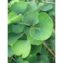 GINKGO biloba 'Jade Butterflies' 
