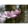 MAGNOLIA campbellii  
