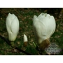 MAGNOLIA denudata 'Dubbel' 