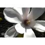 MAGNOLIA denudata 'Fragrant Cloud' 