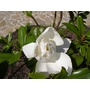 MAGNOLIA grandiflora 'Victoria' 