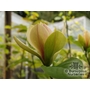 MAGNOLIA 'Sun Spire'  