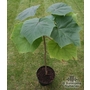 PAULOWNIA elongata  