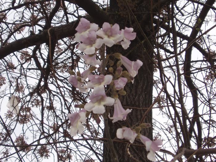 PAULOWNIA fortunei  