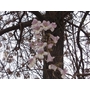 PAULOWNIA fortunei  