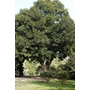 QUERCUS acuta  
