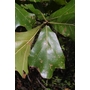 QUERCUS marilandica  