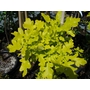 QUERCUS robur 'Concordia' 