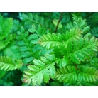 WEINMANNIA trichosperma