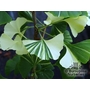 GINKGO biloba 'Saratoga' 'Variegata'