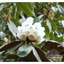 RHODODENDRON falconeri  